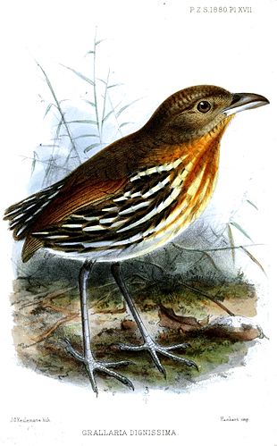 Ochre-striped antpitta